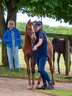 KS300622-47 - Cupboard Love & foal by Territories